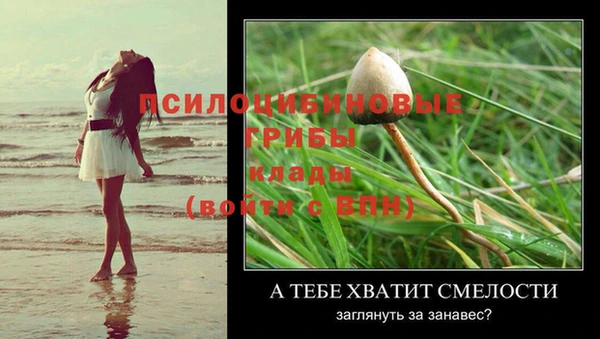 гашик Новозыбков
